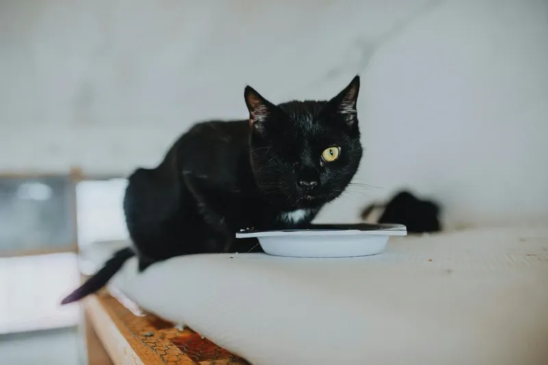 Choosing cat food