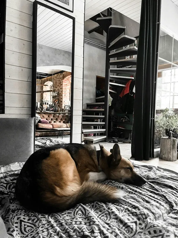 Dog