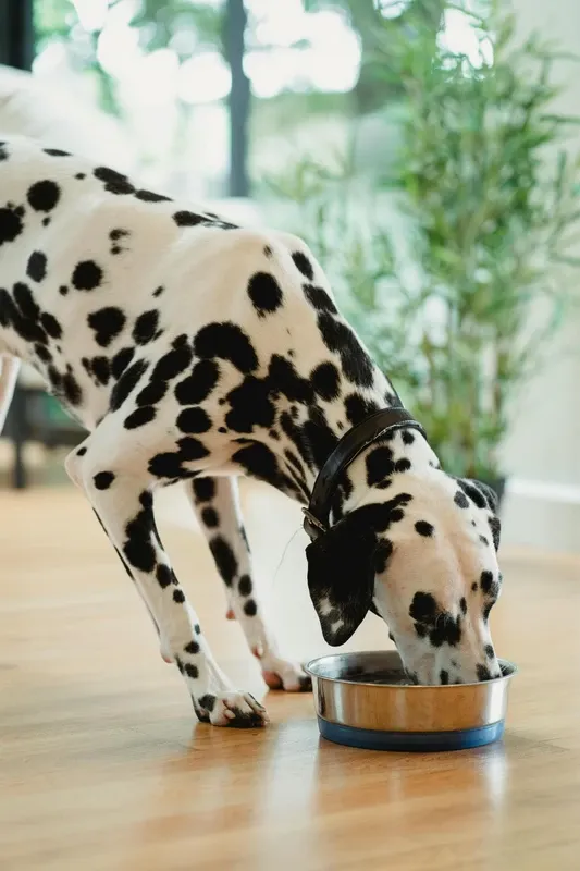 Choosing dog food