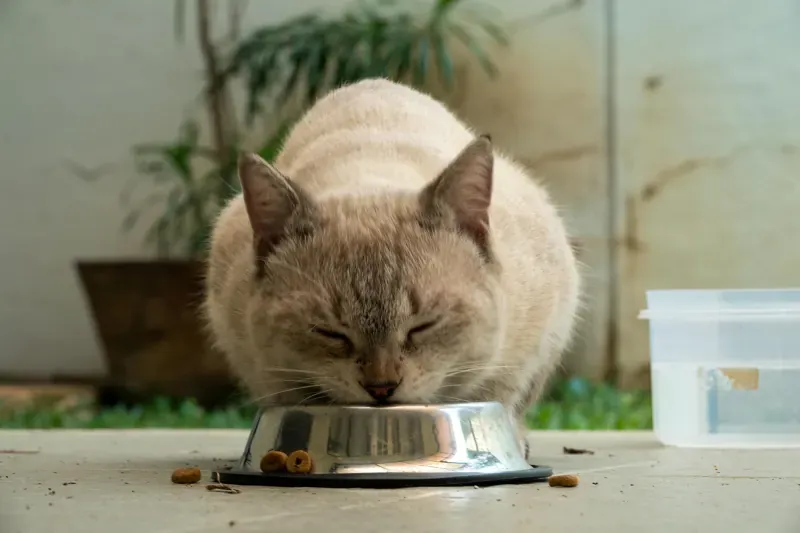Choosing food that suits your pet