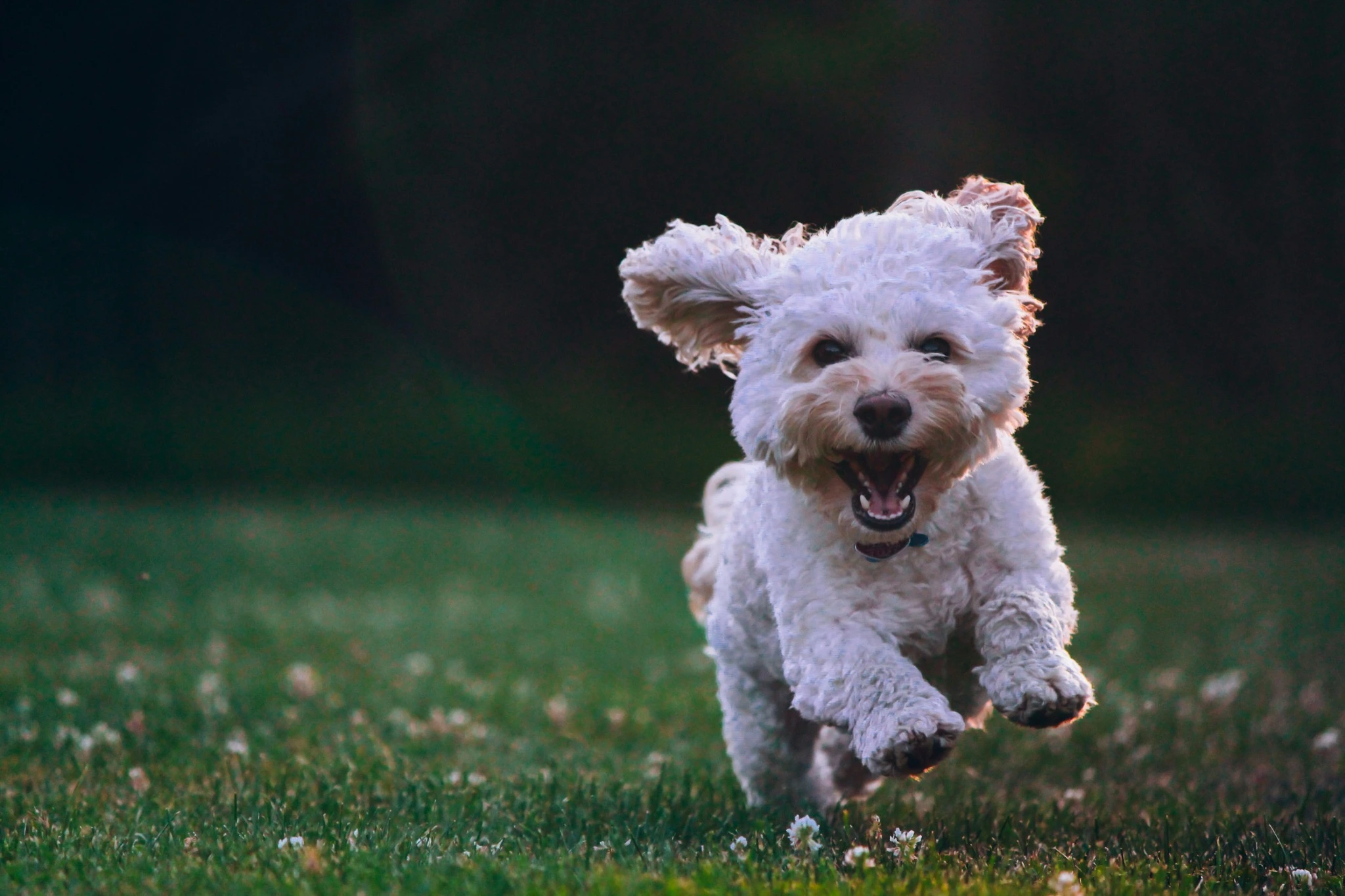 A happy white dog running through the grass