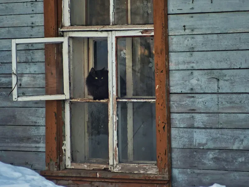 Cat‑proof your home